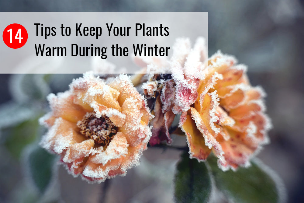 14 Tips To Keep Your Plants Warm During the Winter – Sunnydaze Decor