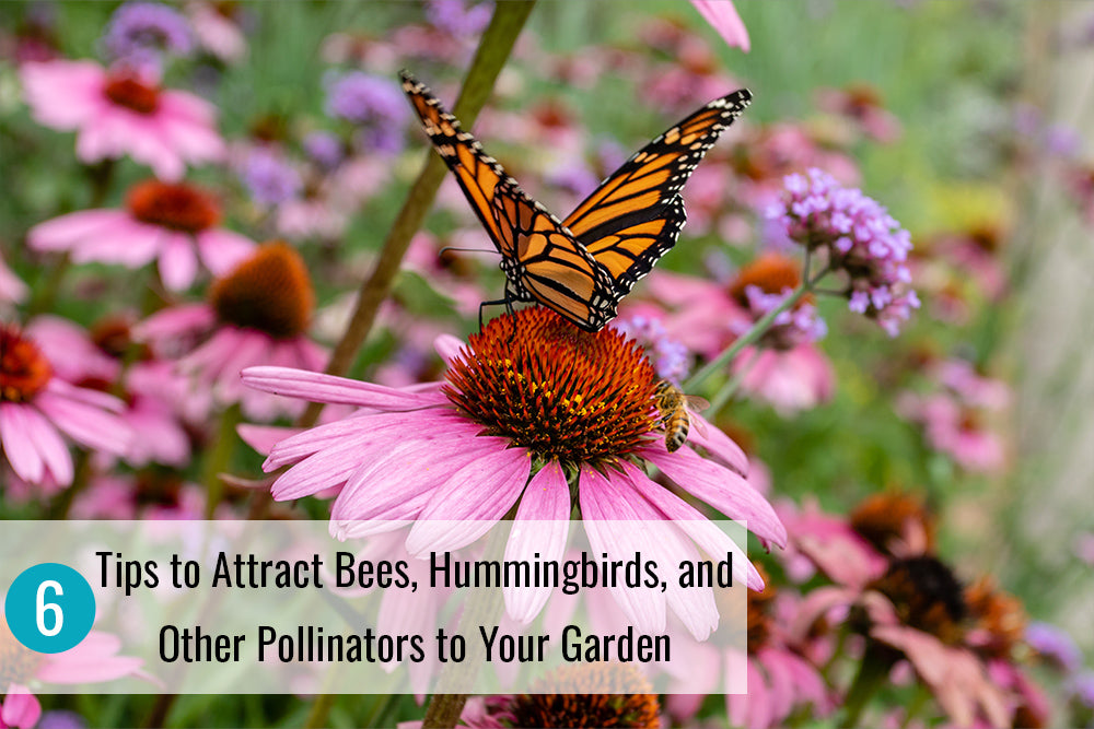 6 Tips to Attract Bees, Hummingbirds, and Pollinators to Your