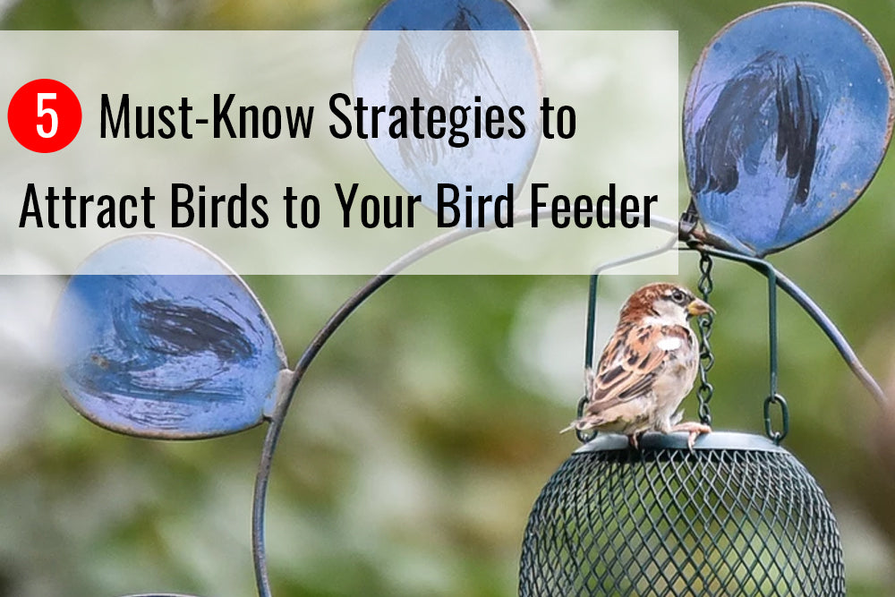 How Do You Attract Birds to Your Bird Feeder: Expert Tips