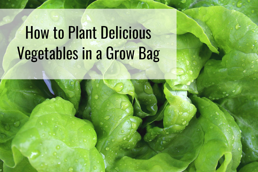 How to Plant Delicious Vegetables in a Grow Bag – Sunnydaze Decor
