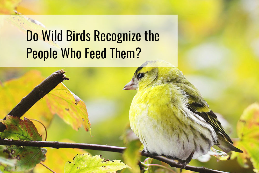 Do Birds Recognize Humans Who Feed Them: Unveiling Secrets