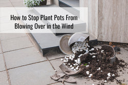 How to Stop Plant Pots From Blowing Over in the Wind