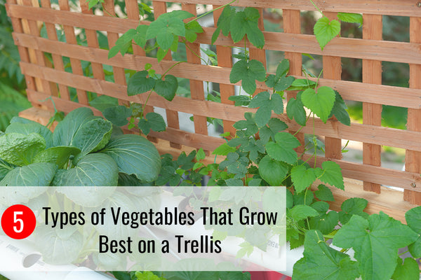 5 Types of Vegetables That Grow Best on a Trellis