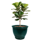 Sunnydaze Studio Glazed Ceramic Planter with Drainage