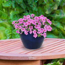 Sunnydaze Round Glazed Ceramic Planter with Drainage