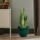 Sunnydaze Round Glazed Ceramic Planter with Drainage