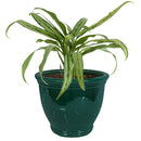 Sunnydaze Round Glazed Ceramic Planter with Drainage