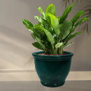 Sunnydaze Studio Glazed Ceramic Planter with Drainage