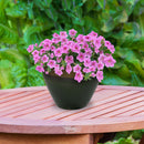 Sunnydaze Resort Glazed Ceramic Planter
