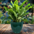 Sunnydaze Round Glazed Ceramic Planter with Drainage