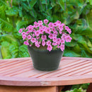 Sunnydaze Studio Glazed Ceramic Planter with Drainage