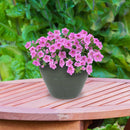Sunnydaze Round Glazed Ceramic Planter with Drainage