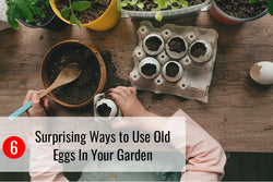 6 Surprising Ways to Use Old Eggs In Your Garden