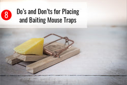 8 Do’s and Don’ts for Placing and Baiting Mouse Traps