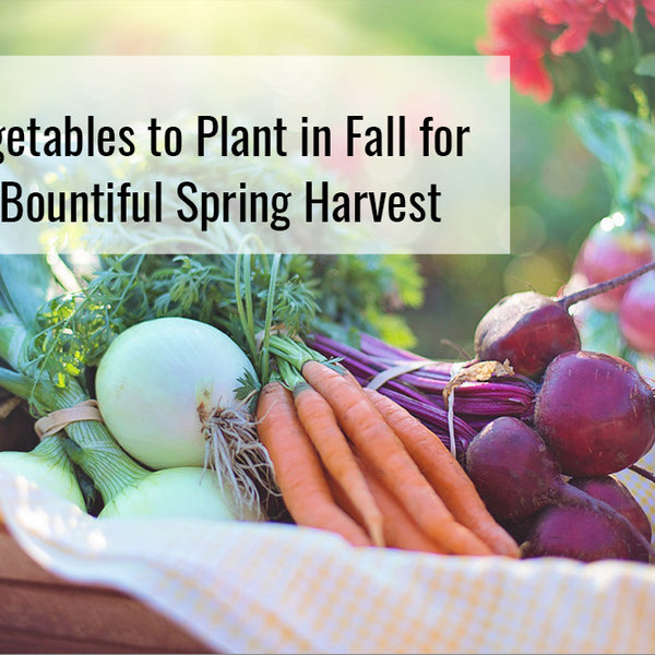 Fall In August Fall Harvest Vegetables Vegetables To Plant In August: What To Sow For