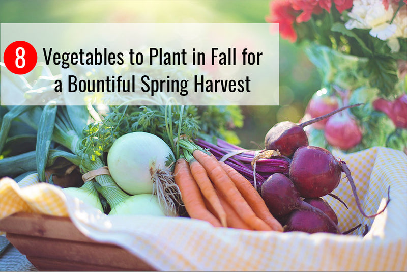 8 Vegetables to Plant in the Fall for a Bountiful Spring Harvest ...