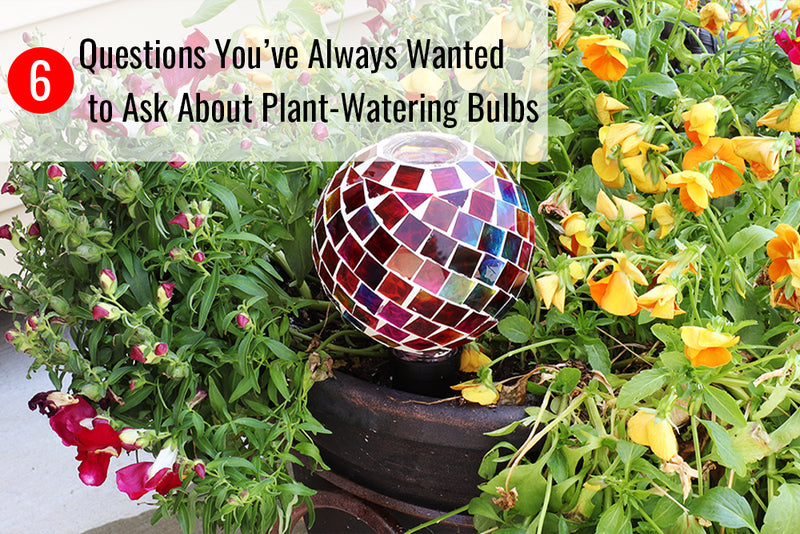 6 Questions You've Always Wanted to Ask About Plant-Watering Bulbs