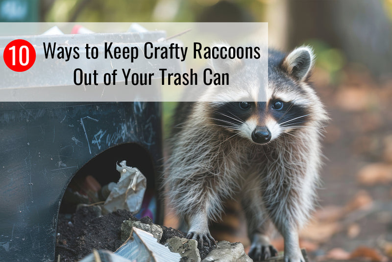 10 Ways to Keep Crafty Raccoons Out of Your Trash Can