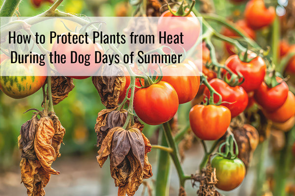 How to Protect Plants from Heat During the Dog Days of Summer