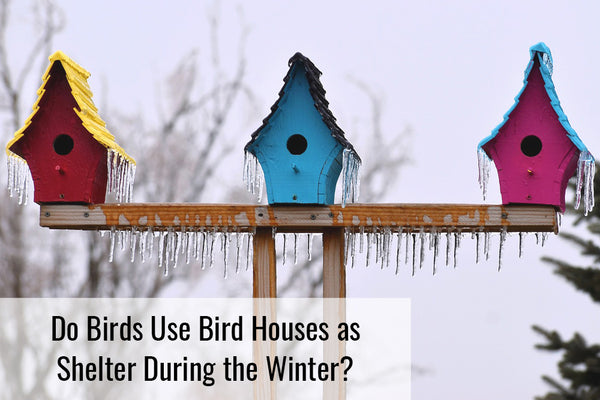 Do Birds Use Bird Houses as Shelter During the Winter?