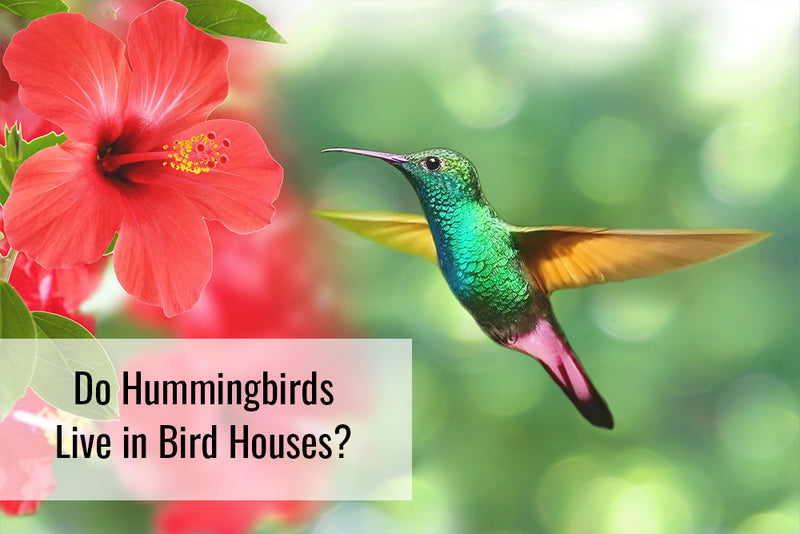 Do Hummingbirds Live in Bird Houses?