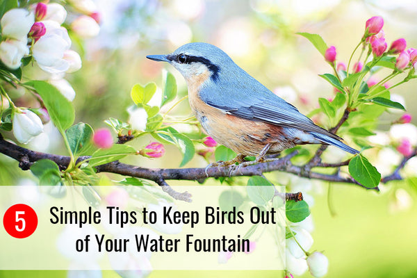 5 Simple Tips to Keep Birds Out of Your Water Fountain