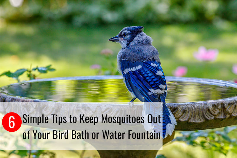 6 Simple Tips to Keep Mosquitoes Out of Your Bird Bath or Water Fountain