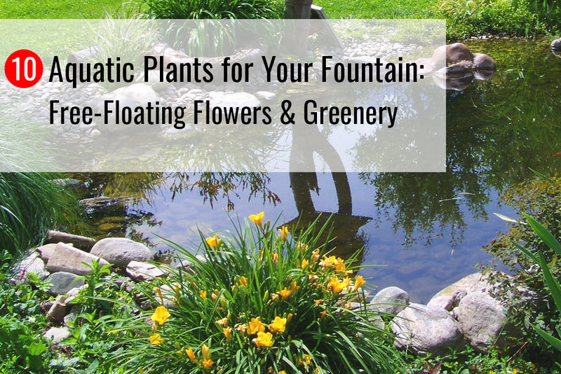 10 Aquatic Plants for Your Fountain: Free-Floating Flowers & Greenery