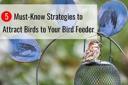 Learn more about the best strategies to attract birds to your bird feeder