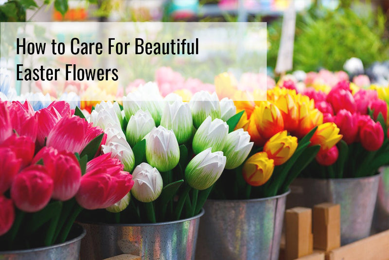 How to Care For Beautiful Easter Flowers