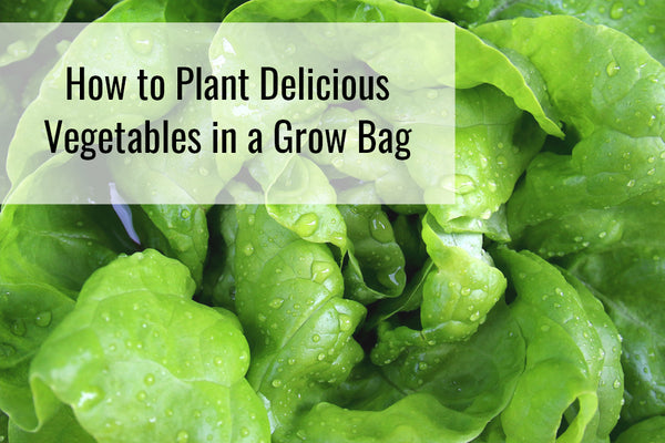 46 Grow Bag Gardening ideas  vegetable garden, veggie garden, grow bags