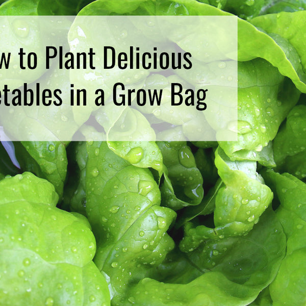 Grow Bags Vegetable Gardening Guide - Harvest to Table