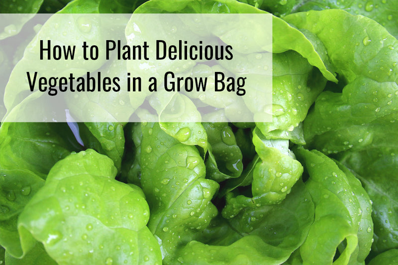 How to Plant Delicious Vegetables in a Grow Bag