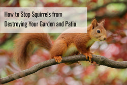 How to Stop Squirrels from Destroying Your Garden and Patio