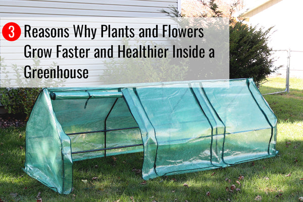3 Reasons Why Plants and Flowers Grow Faster and Healthier Inside a Greenhouse