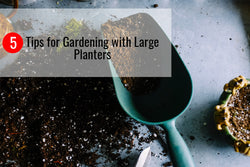 Learn about the best tips for planting flowers in large planters