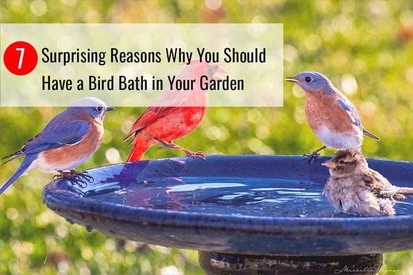 How Big Should a Bird Bath Be: Perfect Size Tips for Happy Birds
