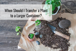 When Should I Transfer a Plant to a Larger Container?
