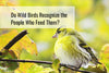 Do Wild Birds Recognize the People Who Feed Them?