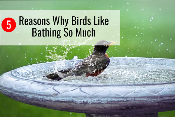 5 Reasons Why Birds Like Bathing So Much