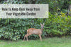 How to Keep Deer Away from Your Vegetable Garden