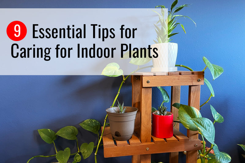 Use these essential tips when you care for indoor plants.