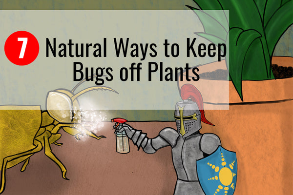 Learn more about the 7 natural ways to keep bugs off plants.