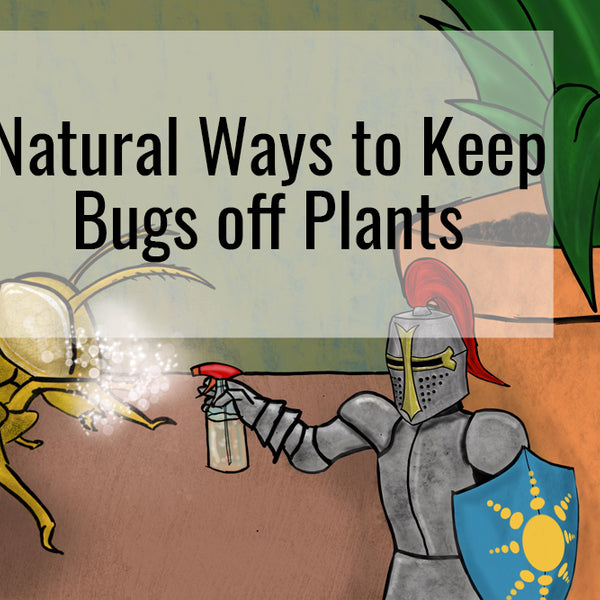 How To Get Rid Of Bugs On Indoor Plants: Stop The Pests Now