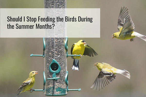 Should I Stop Feeding the Birds During the Summer Months?