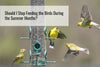 Should I Stop Feeding the Birds During the Summer Months?