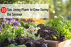 10 Sun-Loving Plants to Grow During the Summer