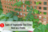 5 Types of Vegetables That Grow Best on a Trellis