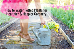 Learn how to water potted plants for healthier & happier greenery with this article.