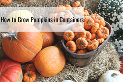 How to Grow Pumpkins in Containers